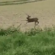 căprioara bețivă gif