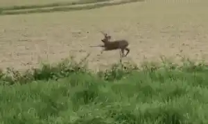 căprioara bețivă gif