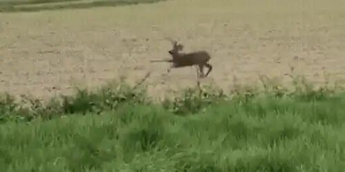 căprioara bețivă gif
