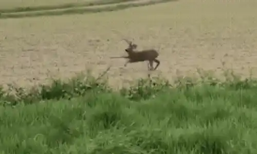 căprioara bețivă gif