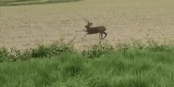 căprioara bețivă gif