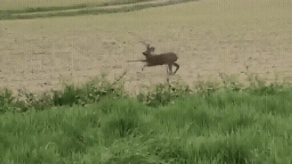 O căprioară „alcoolizată” a devenit virală în Franța: „Bambi a băut prea mult”