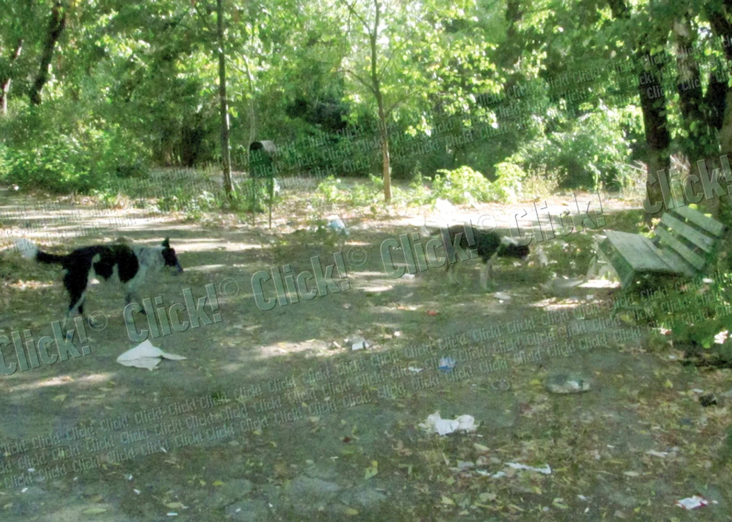 Pahare de plastic folosite,  mucuri de ţigări şi maidanezi îi  aşteaptă pe bolnavi în curte (FOTOGRAFII: ANDREEA MITRACHE)