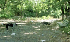 Pahare de plastic folosite,  mucuri de ţigări şi maidanezi îi  aşteaptă pe bolnavi în curte (FOTOGRAFII: ANDREEA MITRACHE) jpeg