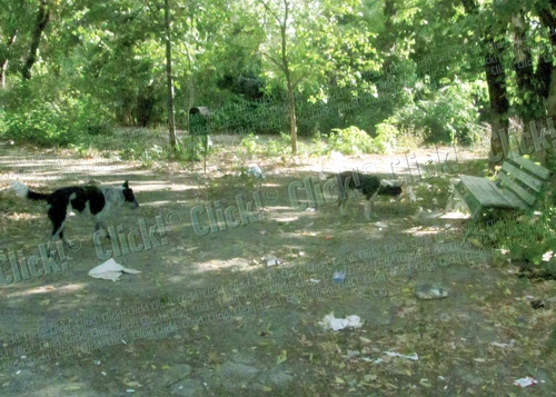 Pahare de plastic folosite, mucuri de ţigări şi maidanezi îi aşteaptă pe bolnavi în curte (FOTOGRAFII: ANDREEA MITRACHE)