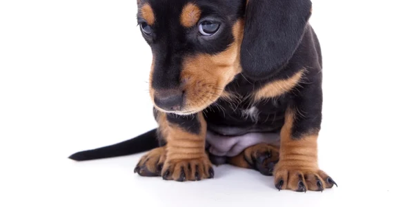 Pui catel Shutterstock