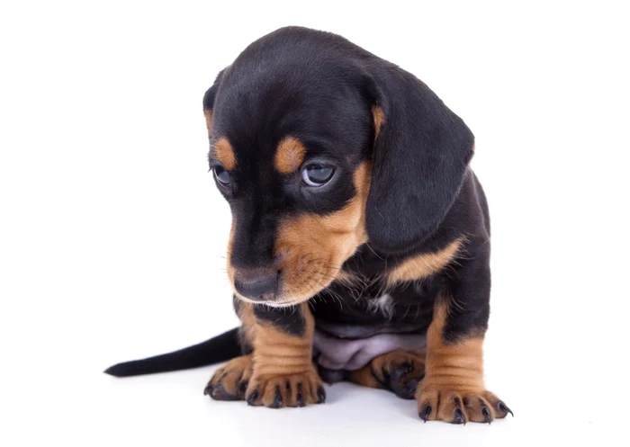 Conform cercetătorilor, instinctul nostru la vederea unui căţeluş drăguţ este cel de a-l proteja FOTO Shutterstock