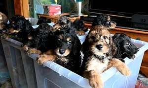 catei mareabritanie jpg