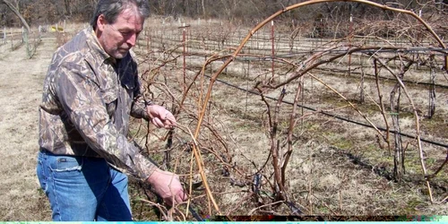 Tăiere de rodire în uscat în podgoria viticolă FOTO C Crângan