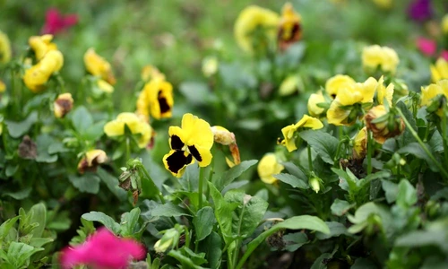 1 66735 original jpg jpeg