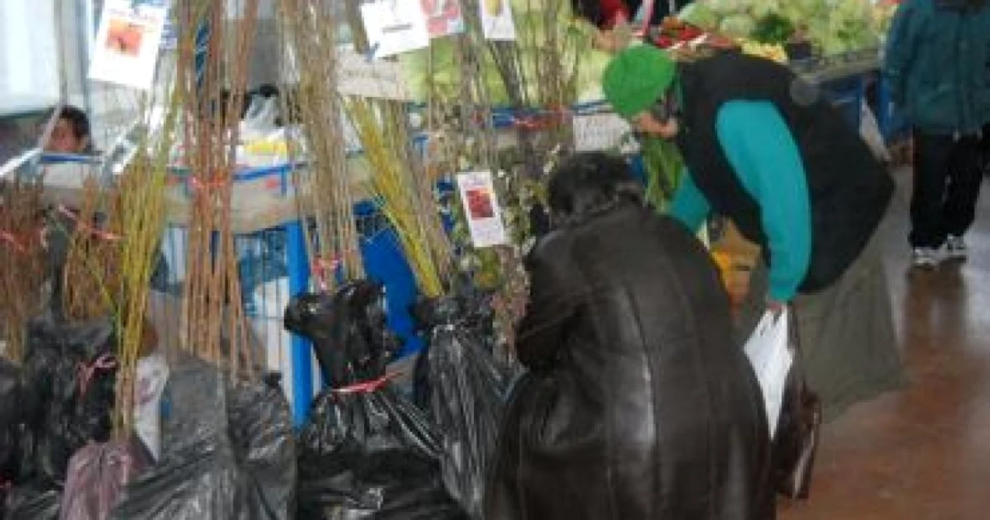 Turnu Severin: Severinenii s-au pus pe plantat mandarini