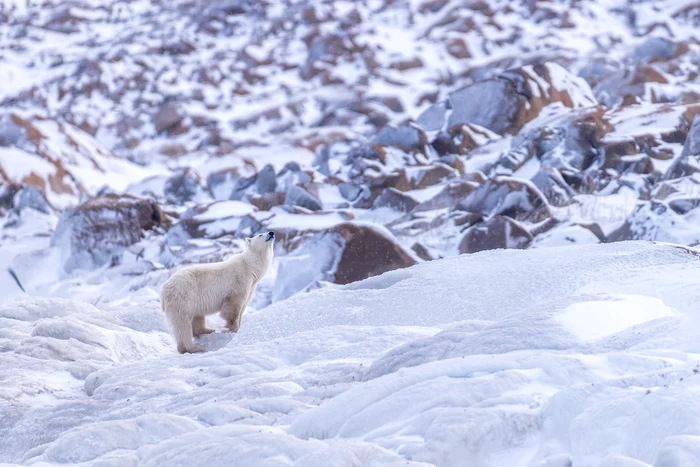 La dans cu ursul polar. FOTO: Rareș Beșliu