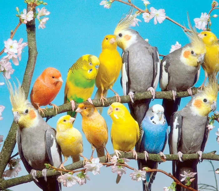 
    Cele 32 de zburătoare  trebuie mângâiate zilnic,  potrivit ultimei dorinţe  a stăpâneiFoto: Photoland  