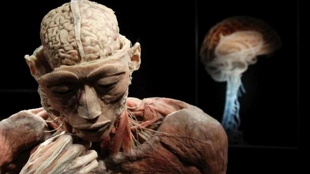 "THE HUMAN BODY" Record de vizitatori la expoziţia controversată de la Muzeul Antipa: 3 000 de persoane estimate de vineri până duminică jpeg