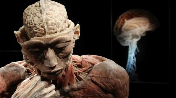 "THE HUMAN BODY"   Record de vizitatori la expoziţia controversată de la Muzeul Antipa: 3 000 de persoane estimate de vineri până duminică jpeg