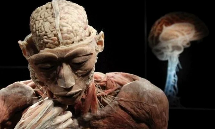 "THE HUMAN BODY"   Record de vizitatori la expoziţia controversată de la Muzeul Antipa: 3 000 de persoane estimate de vineri până duminică jpeg