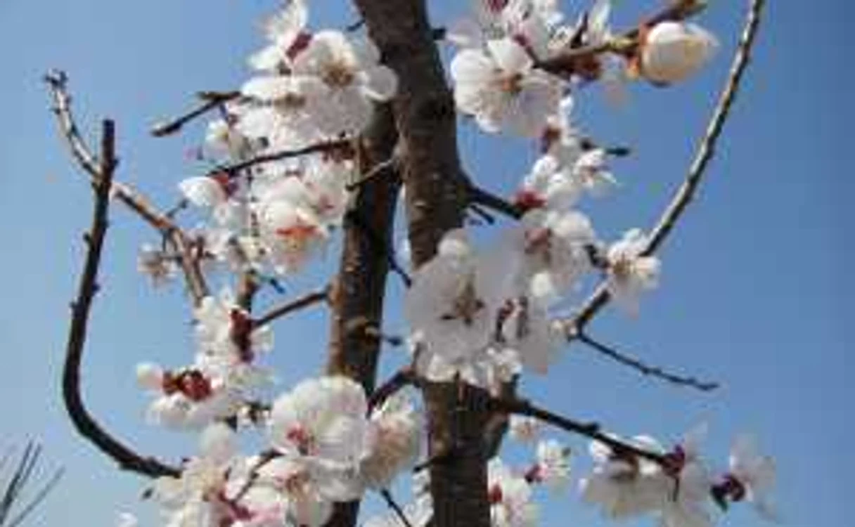 Flori de cais