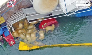 6 act 1 oi1 3col jpeg