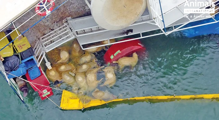 
    Oile moarte atrag  peştii şi rapanele  din zonă Foto: Animals International  