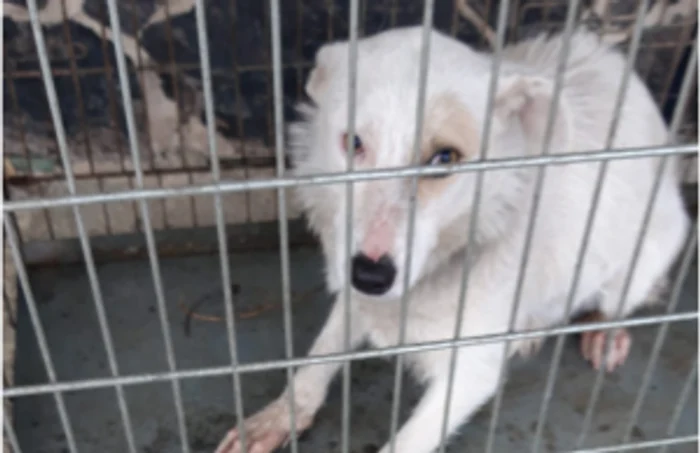 Căţeluşa de 12-14 luni a fost plasată într-un adăpost din Turda.