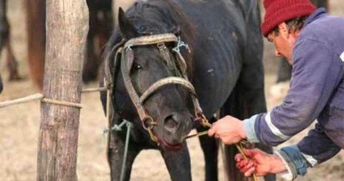 Caii de la Şcoala de hipism au rămas fără hrană