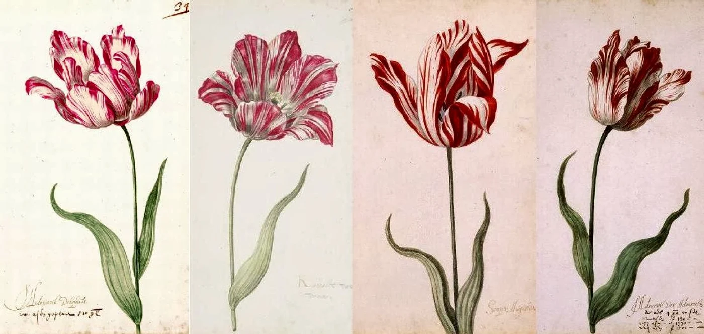 tulip old jpg jpeg