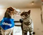 4 chewy vy6md97baaa unsplash jpg jpeg