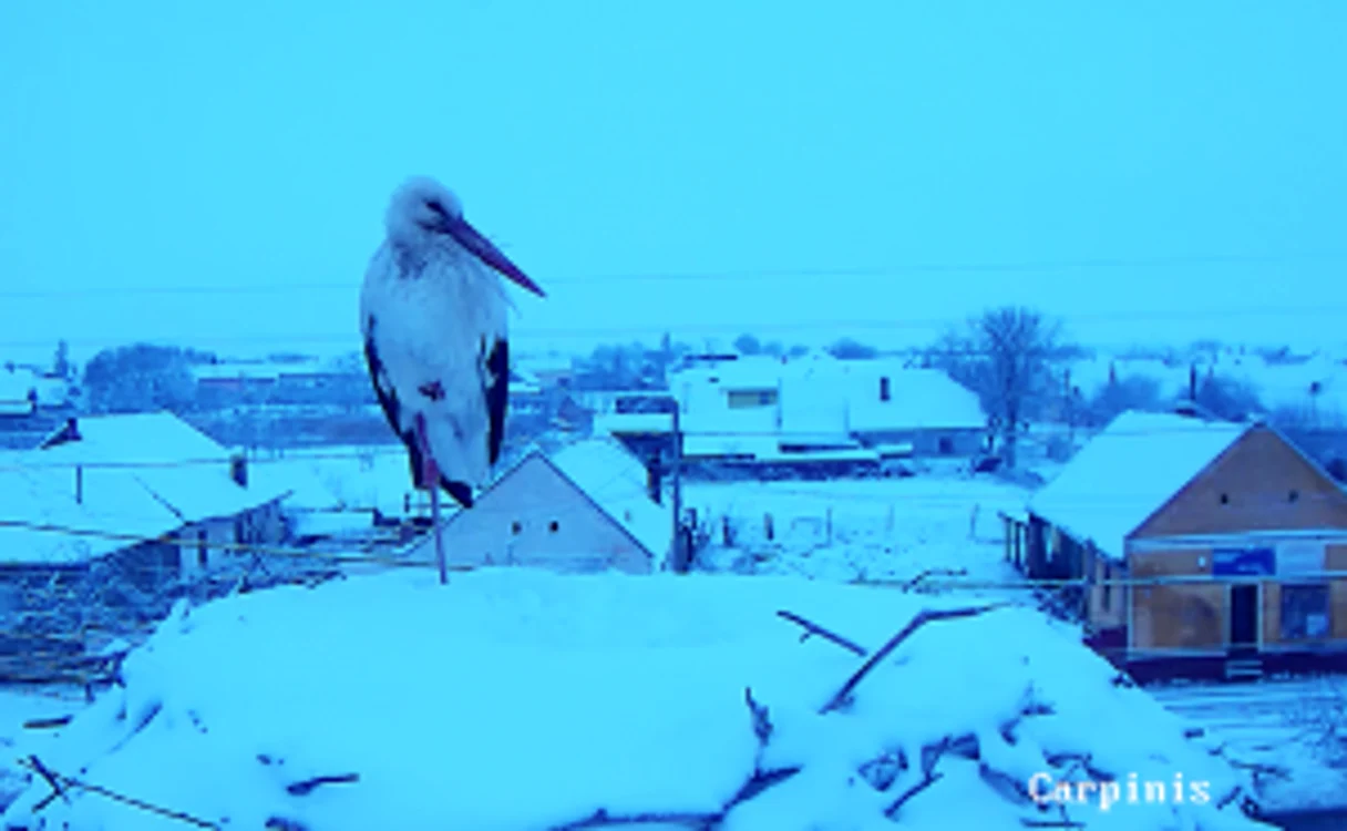 Ela a găsit un decor hibernal la Cărpiniş FOTO captură Wildlife Romania