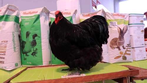 Cocoșul campion de la Margina FOTO arhivă personală