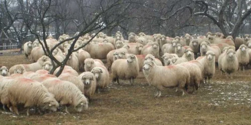 oi foto Vasile Turculeţ