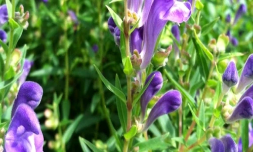 1 80842 original jpg jpeg