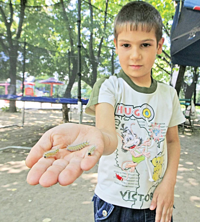 Ne-au invadat omizile (Fotografii: Dan Bistriţeanu)