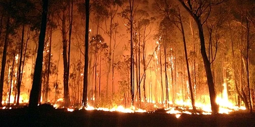 Incendii de vegetatie in Australia FOTO www.telegraph.co.uk