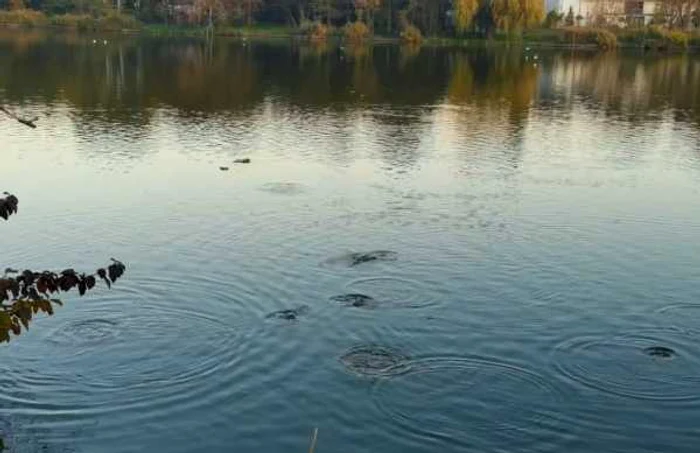 Repopulare cu peşte a Lacului Ostroveni - Căcăcioasa din Râmnicu Vâlcea de către pescari - iniţiativă civică Foto captură video