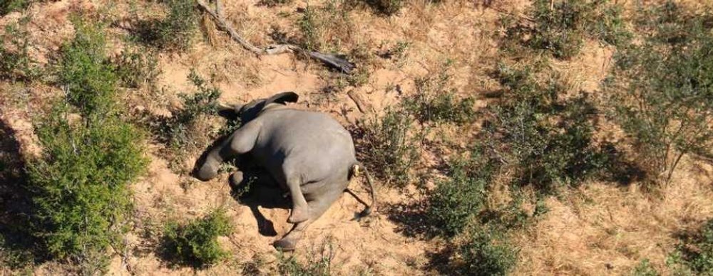 Misterul morții în masă a elefanților africani din Zimbabwe, elucidat de oamenii de știință