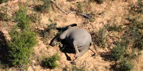 350 de elefanţi au fost găsiţi morţi din motive necunoscute în zona Deltei Okavango în nordul Botswanei FOTO EPA-EFE / STR