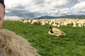 banner ghiță ciobanul png