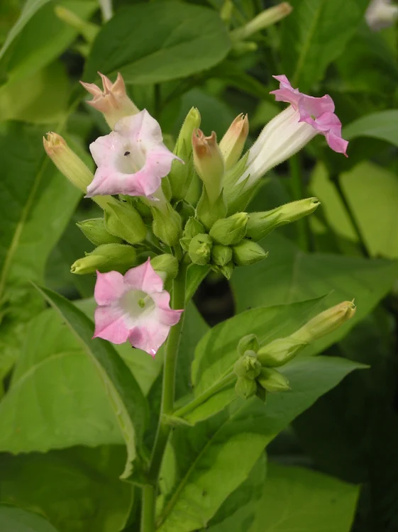 Nicotiana FOTO wikipedia