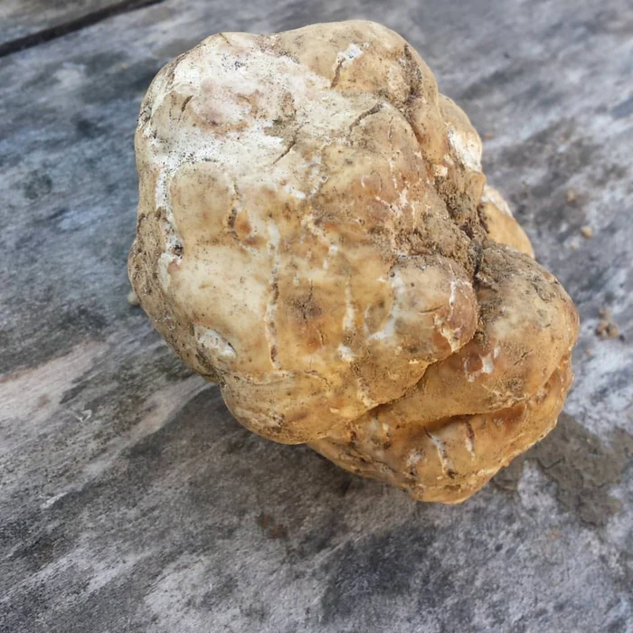 trufe gasite de primar