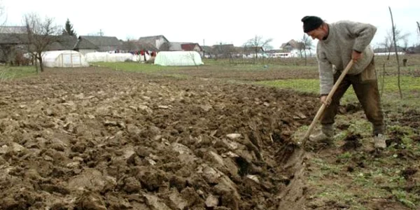 Doar 3000 de hectare de teren agricol au fost arate şi însămânţate