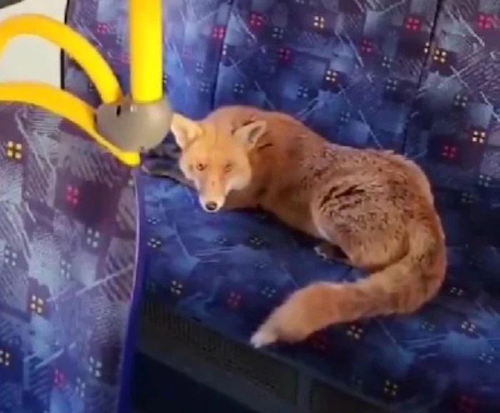 Vulpe într-un mijloc de transport în comun din Londra.