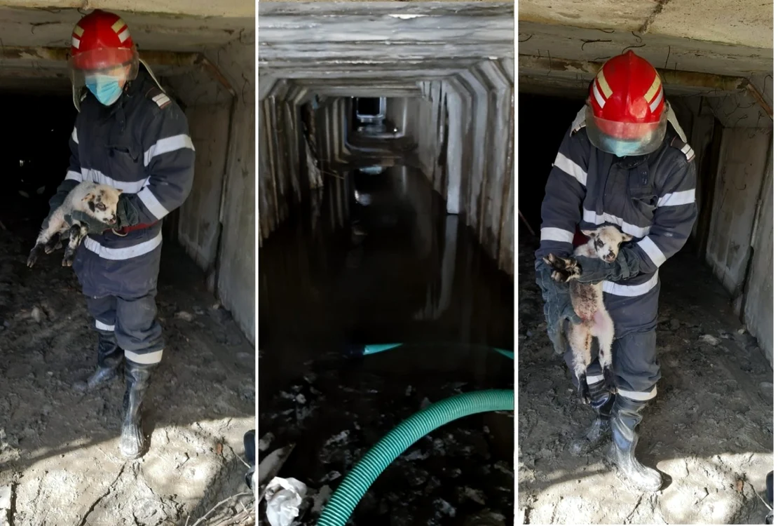 Miel salvat de pompieri dintr-un tunel al unei mine abandonate din Berbeşti - Vâlcea în care căzuse Foto colaj Adevărul