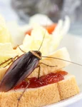 gandac de bucatarie shutterstock 1102601966 jpg