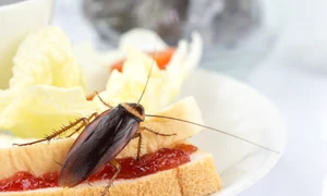 gandac de bucatarie shutterstock 1102601966 jpg
