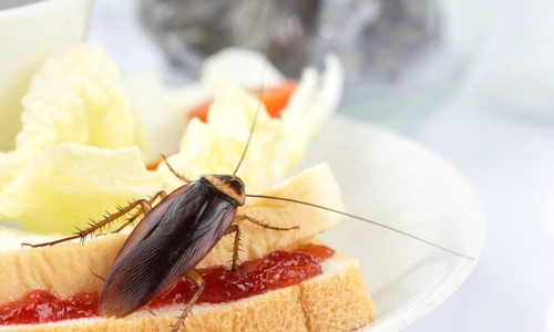 gandac de bucatarie shutterstock 1102601966 jpg