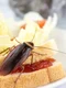 gandac de bucatarie shutterstock 1102601966 jpg