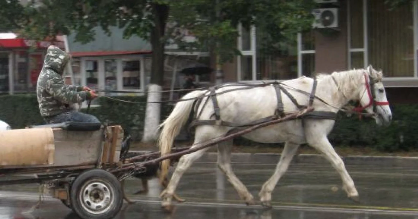 Foto Arhivă