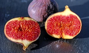 figs 1620590 640 jpeg