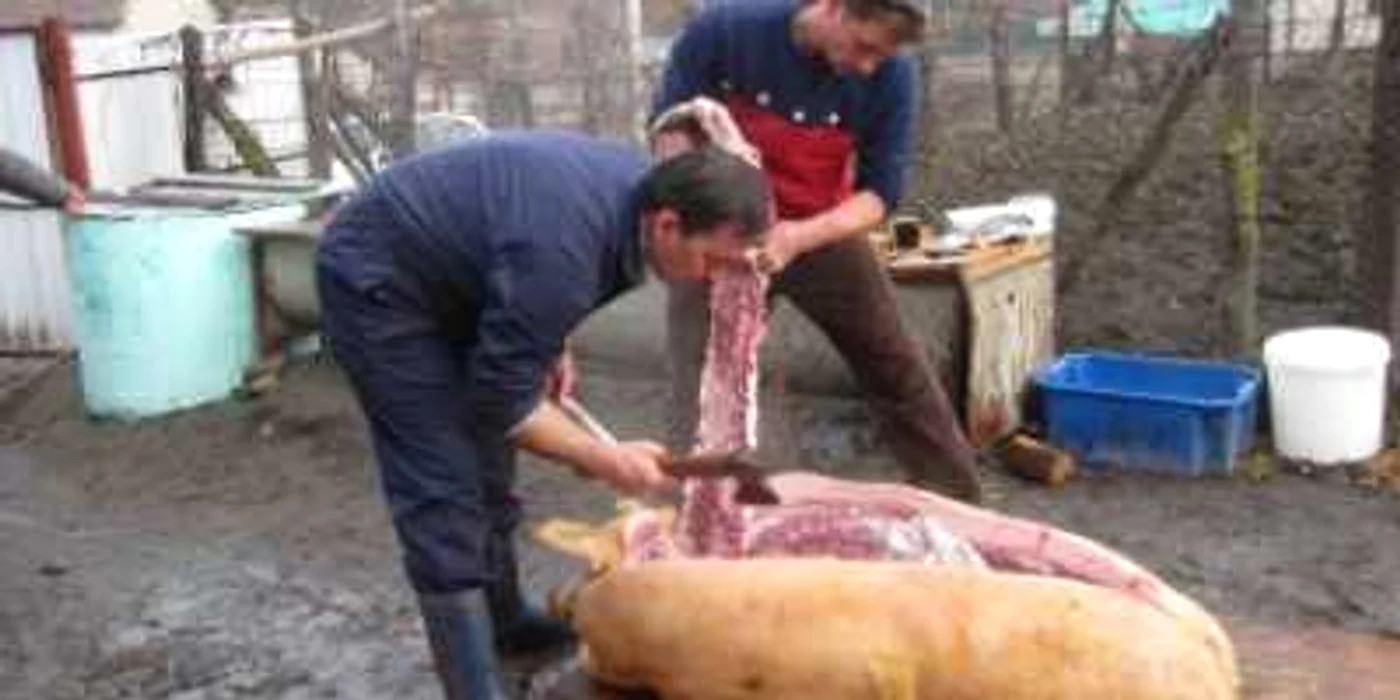 Mureşenii sunt sfătuiţi să verifice carnea porcilor tăiaţi în gospodăria proprie foto Arhivă