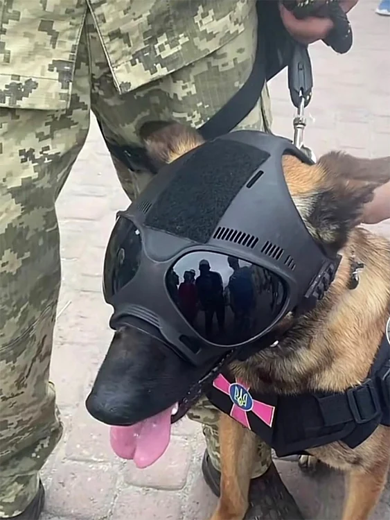 Militarii le-au  confecţionat căţeilor echipament special